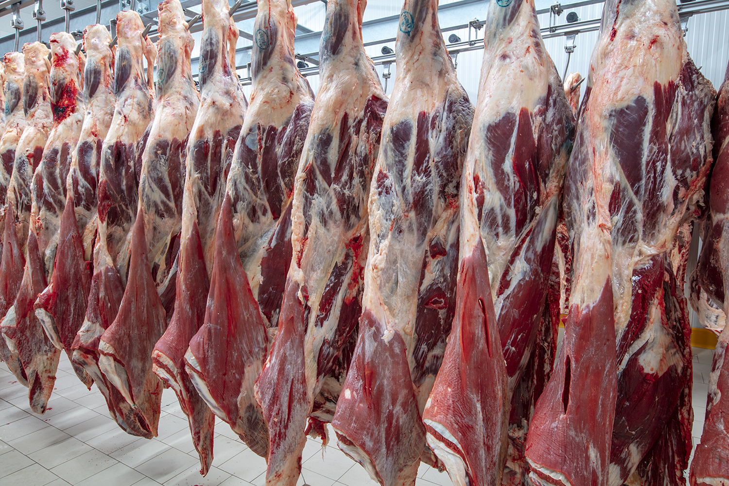 Meat industry,meats hanging in the cold store. Cattles cut and h